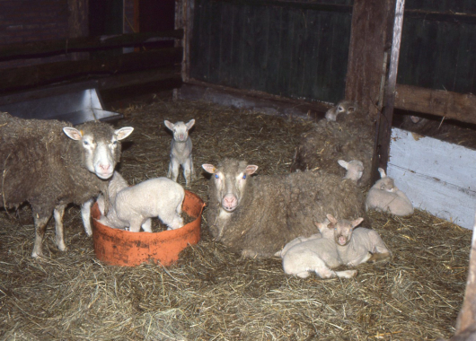 Schapen in de stal 1992