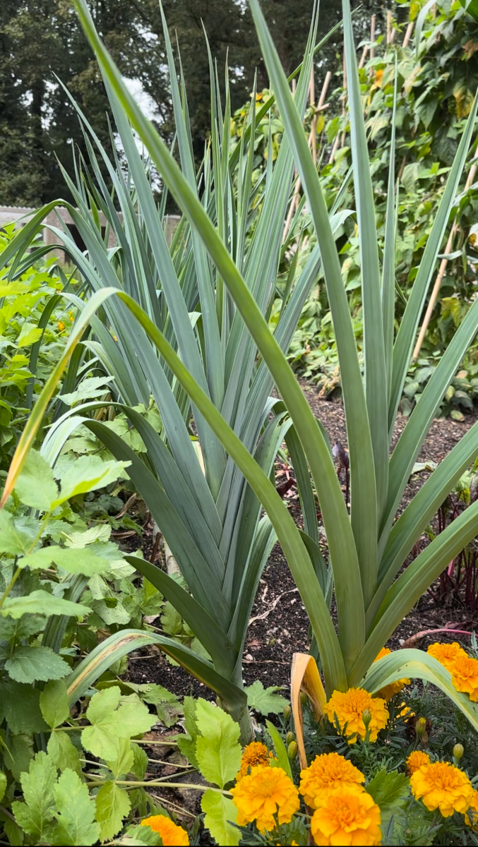 Jan de Jong Moestuin