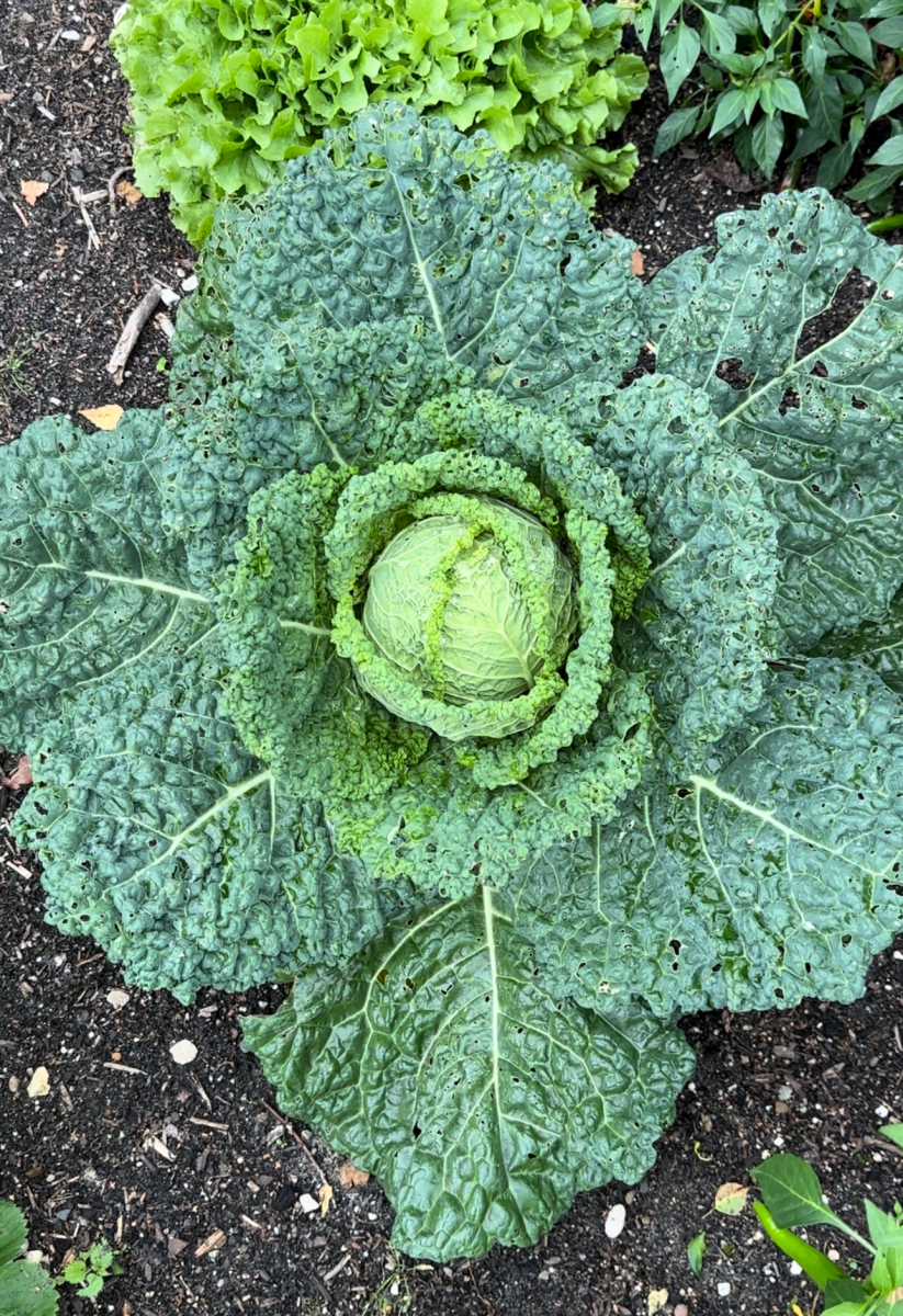 Jan de Jong Moestuin