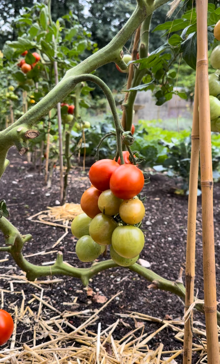 Jan de Jong Moestuin