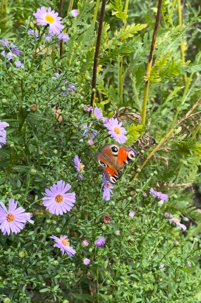 Jan de Jong Moestuin
