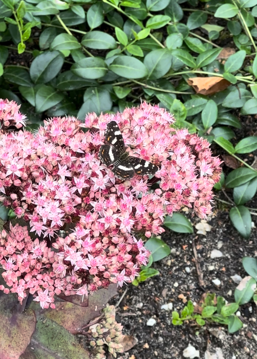 Jan de Jong Moestuin