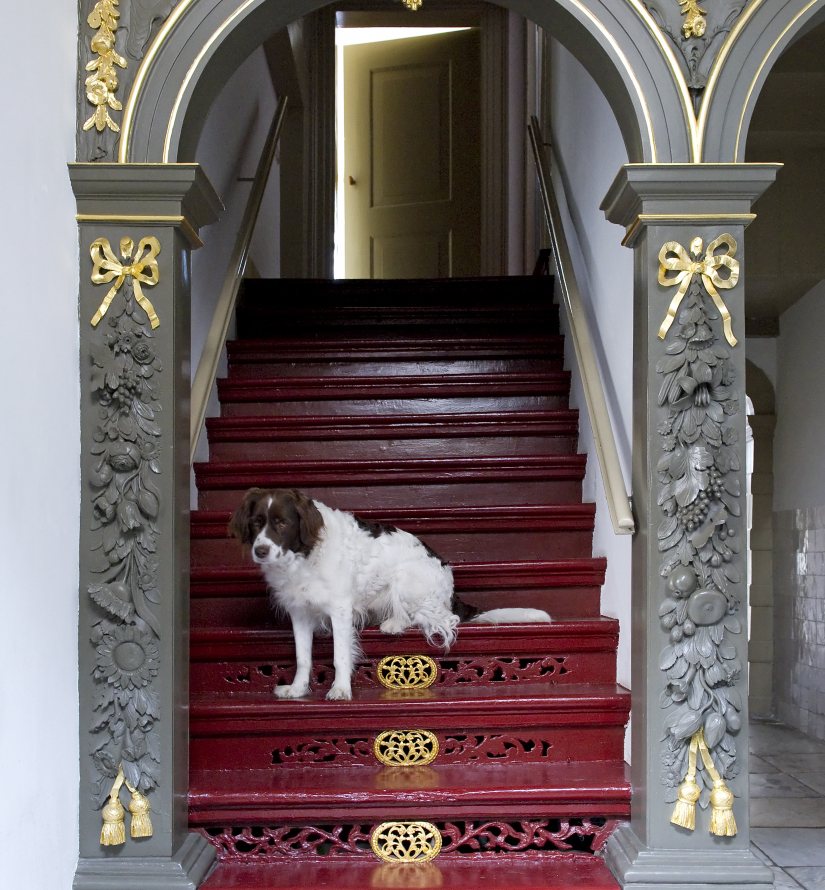Hondje op trap